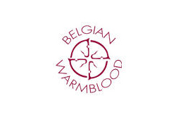 Belgian Warmblood